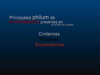 Principalesphilum de  Cnidarioss Moluscos Equinodermos invertrebadospresentes en  arrecifes de corales: 