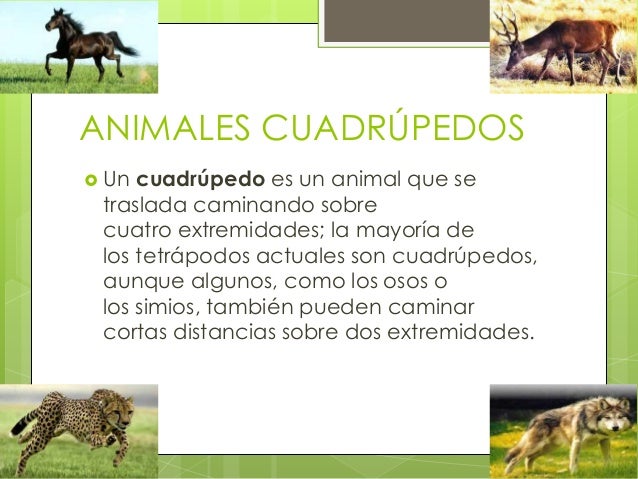 Animales cuadrúpedos y vípedos