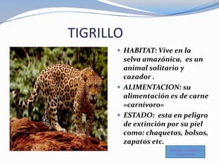  HABITAT: Vive en la
selva amazónica, es un
animal solitario y
cazador .
 ALIMENTACION: su
alimentación es de carne
«car...