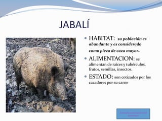 JABALÍ
 HABITAT: su población es
abundante y es considerado
como pieza de caza mayor.
 ALIMENTACION: se
alimentan de raí...