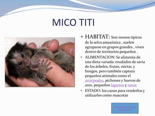 MICO TITI
 HABITAT: Son monos típicos
de la selva amazónica , suelen
agruparse en grupos grandes , viven
dentro de territ...