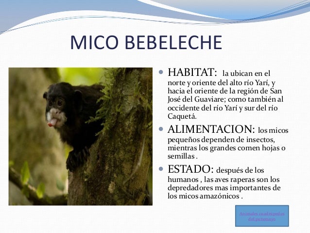 Animales Cuadrupedos Del Putumayo Animales Cuadrupedos Del Putumayo