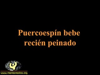 Puercoespín bebe  recién peinado 