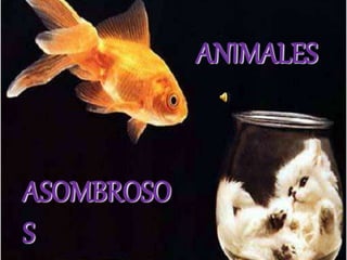 ASOMBROSO
S
ANIMALES
 