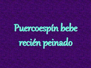 Puercoespín bebe
recién peinado
 
