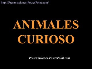 ANIMALESANIMALES
CURIOSOCURIOSO
Presentaciones-PowerPoint.com
http://Presentaciones-PowerPoint.com/http://Presentaciones-PowerPoint.com/
 
