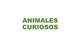 ANIMALES
CURIOSOS
 