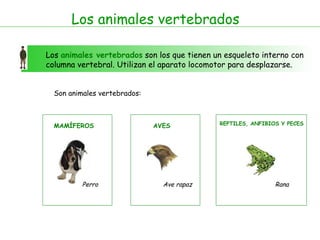 Los animales vertebrados Los  animales vertebrados  son los que tienen un esqueleto interno con columna vertebral. Utilizan el aparato locomotor para desplazarse. Son animales vertebrados: MAMÍFEROS Perro Ave rapaz  AVES REPTILES, ANFIBIOS Y PECES Rana 