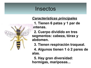InsectosInsectos
Características principales
  1. Tienen 6 patas y 1 par de 
antenas.
  2. Cuerpo dividido en tres 
segmentos: cabeza, tórax y 
abdomen.
  3. Tienen respiración traqueal.
  4. Algunos tienen 1 ó 2 pares de 
alas.
  5. Hay gran diversidad: 
hormigas, mariposas...
 