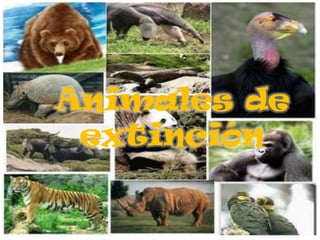 Animales de
 extinción
 