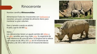 Rinoceronte
Nombre científico:Rhinocerotidae
Alimentacion:Todos los rinocerontes son herbívoros y
necesitan una gran cantidad de alimento diario para
mantener su gran volumen.
Peso y tamaño cuando es adulto:
El peso, que es de 800 kg
Datos:
Los rinocerontes tienen un agudo sentido del olfato y
un oído sensible, pero muy mala vista. Su esperanza de
vida máxima es de unos 60 años. La longitud de la cabeza
y el cuerpo es de 240 a 315 cm en el rinoceronte de
Sumatra y de 335 a 420 cm en el rinoceronte blanco
 