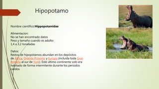 Hipopotamo
Nombre científico:Hippopotamidae
Alimentacion:
No se han encontrado datos
Peso y tamaño cuando es adulto:
1,4 a 3,2 toneladas
Datos:
Restos de hipopótamos abundan en los depósitos
de África, Oriente Próximo y Europa (incluida toda Gran
Bretaña al sur de York). Este último continente solo era
habitado de forma intermitente durante los periodos
cálidos
 