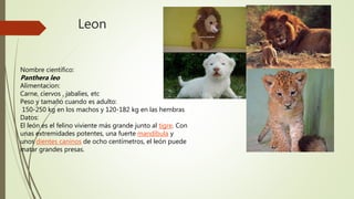 Leon
Nombre científico:
Panthera leo
Alimentacion:
Carne, ciervos , jabalíes, etc
Peso y tamaño cuando es adulto:
150-250 kg en los machos y 120-182 kg en las hembras
Datos:
El león es el felino viviente más grande junto al tigre. Con
unas extremidades potentes, una fuerte mandíbula y
unos dientes caninos de ocho centímetros, el león puede
matar grandes presas.
 