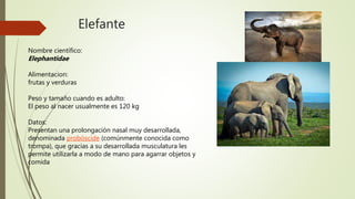 Elefante
Nombre científico:
Elephantidae
Alimentacion:
frutas y verduras
Peso y tamaño cuando es adulto:
El peso al nacer usualmente es 120 kg
Datos:
Presentan una prolongación nasal muy desarrollada,
denominada probóscide (comúnmente conocida como
trompa), que gracias a su desarrollada musculatura les
permite utilizarla a modo de mano para agarrar objetos y
comida
 