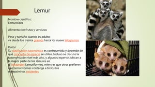 Lemur
Nombre científico:
Lemuroidea
Alimentacion:frutas y verduras
Peso y tamaño cuando es adulto:
va desde los treinta gramos hasta los nueve kilogramos
Datos:
Su clasificación taxonómica es controvertida y depende de
qué concepto de especie se utilice. Incluso se discute la
taxonomía de nivel más alto, y algunos expertos ubican a
la mayor parte de los lémures en
el infraorden Lemuriformes, mientras que otros prefieren
que Lemuriformes contenga a todos los
estrepsirrinos existentes
 