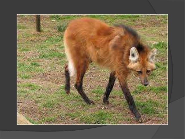 Animales de argentina en peligro de extinción