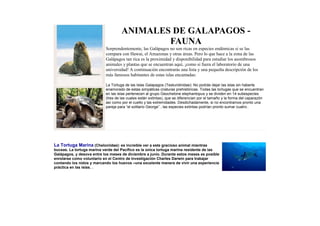 ANIMALES DE GALAPAGOS FAUNA
Sorprendentemente, las Galápagos no son ricas en especies endémicas si se las
compara con Hawai, el Amazonas y otras áreas. Pero lo que hace a la zona de las
Galápagos tan rica es la proximidad y disponibilidad para estudiar los asombrosos
animales y plantas que se encuentran aquí, ¡como si fuera el laboratorio de una
universidad! A continuación encontrarás una lista y una pequeña descripción de los
más famosos habitantes de estas islas encantadas:
La Tortuga de las Islas Galapagos (Testundinidae): No podrás dejar las islas sin haberte
enamorado de estas simpáticas criaturas prehistóricas. Todas las tortugas que se encuentran
en las islas pertenecen al grupo Geochelone elephantopus y se dividen en 14 subespecies
(tres de las cuales están extintas), que se diferencian por el tamaño y la forma del caparazón
así como por el cuello y las extremidades. Desdichadamente, si no encontramos pronto una
pareja para “el solitario George” , las especies extintas podrían pronto sumar cuatro..

La Tortuga Marina (Cheloniidae): es increíble ver a este gracioso animal mientras
buceas. La tortuga marina verde del Pacífico es la única tortuga marina residente de las
Galápagos, y desova entre los meses de diciembre a junio. Durante estos meses es posible
enrolarse como voluntario en el Centro de Investigación Charles Darwin para trabajar
contando los nidos y marcando los huevos –una excelente manera de vivir una experiencia
práctica en las islas. .

 