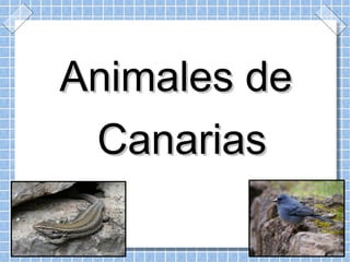Animales de Canarias 