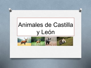 Animales de Castilla
y León
 