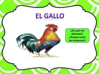 ¿De qué me
alimento?,
¿Porqué canto
tan temprano?
 