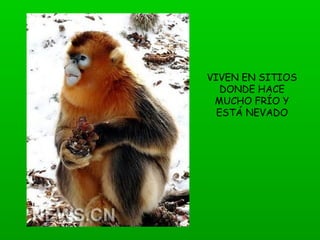 VIVEN EN SITIOS
DONDE HACE
MUCHO FRÍO Y
ESTÁ NEVADO