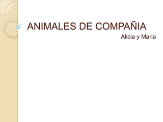 ANIMALES DE COMPAÑIA
Alicia y Maria

 