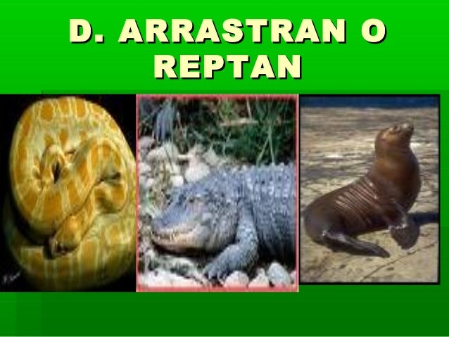 Los Animales