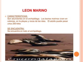                   LEON MARINOCARACTERISTICAS:Son abundantes en el archipiélago.  Los leones marinos viven en colonias, en la playas y rocas de las islas.   El adulto puede pesar unos 250 kilosSE ENCUENTRA:Se encuentra en todo el archipiélago.