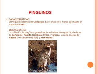                     PINGUINOSCARACTERISTICAS:El Pingüino endémico de Galápagos. Es el único en el mundo que habita en zonas tropicales.  SE ENCUENTRA:La población de pingüinos generalmente se limita a las aguas de alrededor de Bartolomé, Rabida, Sombrero Chino, Floreana, la costa oriental de Isabela (y el canal de Bolívar), y Fernandina.