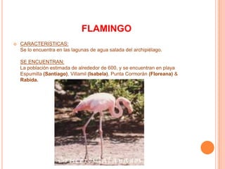                           FLAMINGOCARACTERISTICAS:Se lo encuentra en las lagunas de agua salada del archipiélago.SE ENCUENTRAN:La población estimada de alrededor de 600, y se encuentran en playa Espumilla (Santiago), Villamil(Isabela), Punta Cormorán (Floreana) & Rabida.