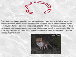O raposo común, tamén coñecido como golpe nalgunhas zonas ó norte de Galicia, pertence á
familia dos cánidos, dentro da orde dos carnívoros. O raposo común, tamén chamado raposo
vermello, caracterízase por ter as patas curtas, o fociño estreito e alongado, as orellas rectas e
triangulares, unha pelaxe espesa e cola longa. Adoitan pesar entre 7 kg e miden entre 90 e 105
cm de longo (sen incluír a cola). A cor da pelaxe dun raposo común é alaranxada por enriba e
branca pola parte inferior.
 