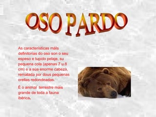 As características máIs
definitorias do oso son o seu
espeso e tupido pelaje, su
pequena cola (apenas 7 u 8
cm) e a súa enorme cabeza,
rematada por dous pequenas
orellas redondeadas.
É o animal terrestre máis
grande de toda a fauna
ibérica..
 