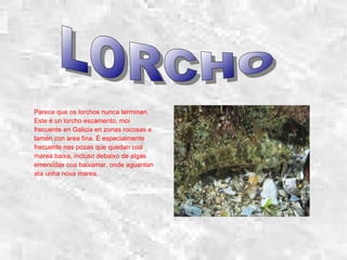 Parece que os lorchos nunca terminan.
Este é un lorcho escamento, moi
frecuente en Galicia en zonas rocosas e
tamén con area fina. É especialmente
frecuente nas pozas que quedan coa
marea baixa, incluso debaixo de algas
emerxidas coa baixamar, onde aguantan
ata unha nova marea.
 