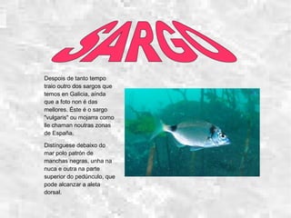 Despois de tanto tempo
traio outro dos sargos que
temos en Galicia, aínda
que a foto non é das
mellores. Éste é o sargo
"vulgaris" ou mojarra como
lle chaman noutras zonas
de España.
Distínguese debaixo do
mar polo patrón de
manchas negras, unha na
nuca e outra na parte
superior do pedúnculo, que
pode alcanzar a aleta
dorsal.
 