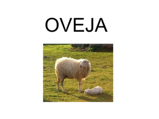 OVEJA
 
