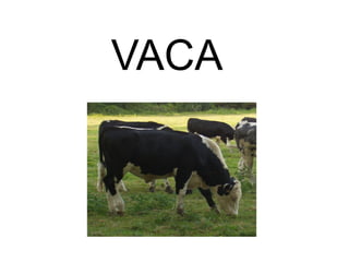 VACA
 