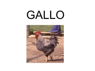 GALLO
 