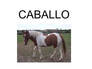 CABALLO
 