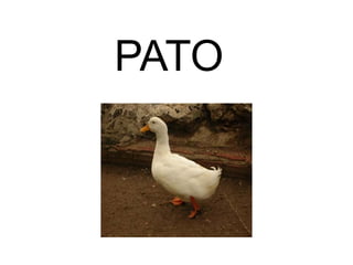 PATO
 