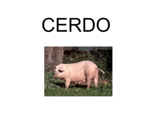 CERDO
 