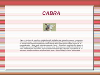 CABRA Capra  es un  género  de  mamíferos   artiodáctilos  de la  familia   Bovidae  que suelen conocerse comúnmente como cabras, aunque existen animales de otros géneros (por ejemplo  Oreammos ) que también se llaman así. Incluye varias  especies  originarias del centro-oeste de  Asia , donde todavía viven la mayoría de las especies actuales, y desde donde colonizaron partes de  Europa  y  África . Hace unos 9000 años, durante el  Neolítico , aparecieron en  Mesopotamia  las primeras  cabras domésticas , cuya distribución actual, tanto en forma doméstica como asilvestrada, es prácticamente cosmopolita. Las cabras son hoy en día uno de los principales animales domésticos en  Oriente Medio , norte y este de África y la  Europa Mediterránea .  