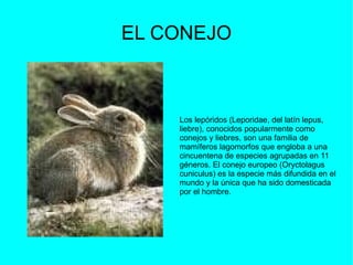 EL CONEJO Los lepóridos (Leporidae, del latín lepus, liebre), conocidos popularmente como conejos y liebres, son una familia de mamíferos lagomorfos que engloba a una cincuentena de especies agrupadas en 11 géneros. El conejo europeo (Oryctolagus cuniculus) es la especie más difundida en el mundo y la única que ha sido domesticada por el hombre. 