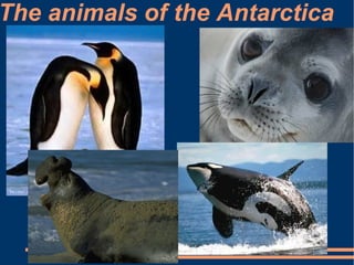The animals of the Antarctica
 