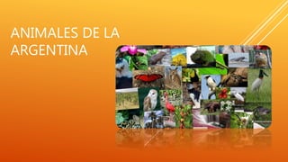 ANIMALES DE LA
ARGENTINA