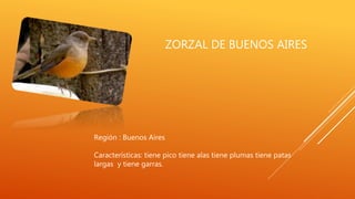 ZORZAL DE BUENOS AIRES
Región : Buenos Aires
Características: tiene pico tiene alas tiene plumas tiene patas
largas y tiene garras.
