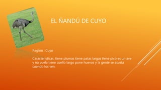 EL ÑANDÚ DE CUYO
Región : Cuyo
Características: tiene plumas tiene patas largas tiene pico es un ave
y no vuela tiene cuello largo pone huevos y la gente se asusta
cuando los ven.