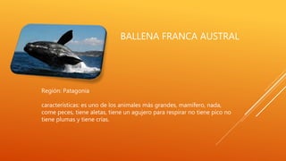 BALLENA FRANCA AUSTRAL
Región: Patagonia
características: es uno de los animales más grandes, mamífero, nada,
come peces, tiene aletas, tiene un agujero para respirar no tiene pico no
tiene plumas y tiene crías.