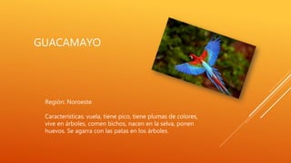 GUACAMAYO
Región: Noroeste
Características: vuela, tiene pico, tiene plumas de colores,
vive en árboles, comen bichos, nacen en la selva, ponen
huevos. Se agarra con las patas en los árboles.