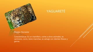 YAGUARETÉ
Región: Noroeste
Características: Es un mamífero, come a otros animales, es
carnívoro, corre, tiene manchas, es salvaje con dientes filosos y
garras.