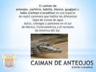 Animales de la fauna colombiana | PPTX